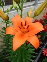 [5020 Brunello No02.JPG]